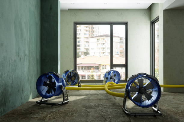 Best Ceiling water damage repair  in Piney, AR