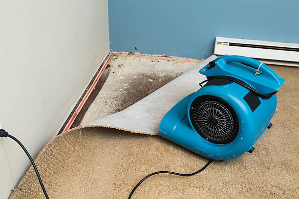 Best Water damage restoration mold remediation  in Piney, AR